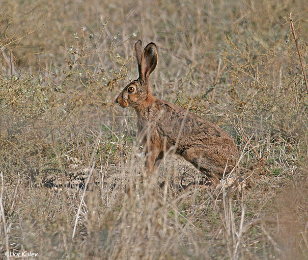 ארנבת   Cape Hare  Lepus capensis